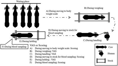 Temperament Trait Changes in Japanese Black Cows Under Grazing and Confined Conditions